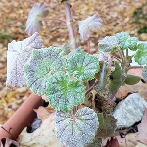 Meet your Posher, Gail